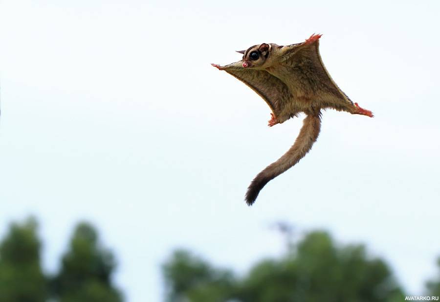Млекопитающие, которые умеют летать или планировать — виды, фото и характеристика - ушки-хвостики