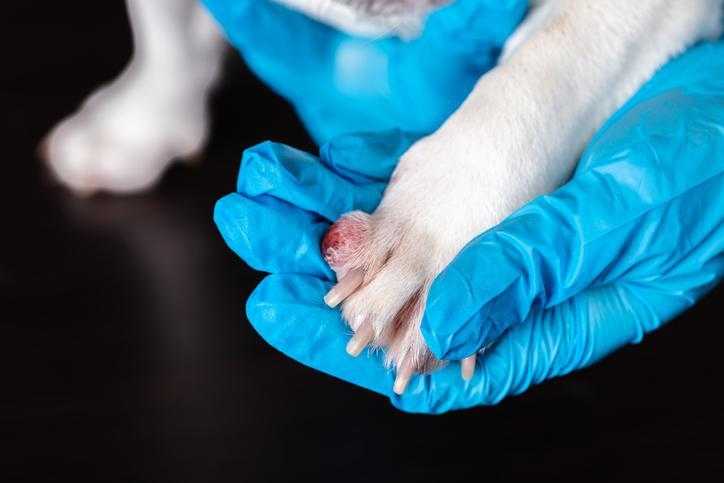 Пододерматит (межпальцевая пиодермия, блошиный дерматит) у собак: что это, как лечить