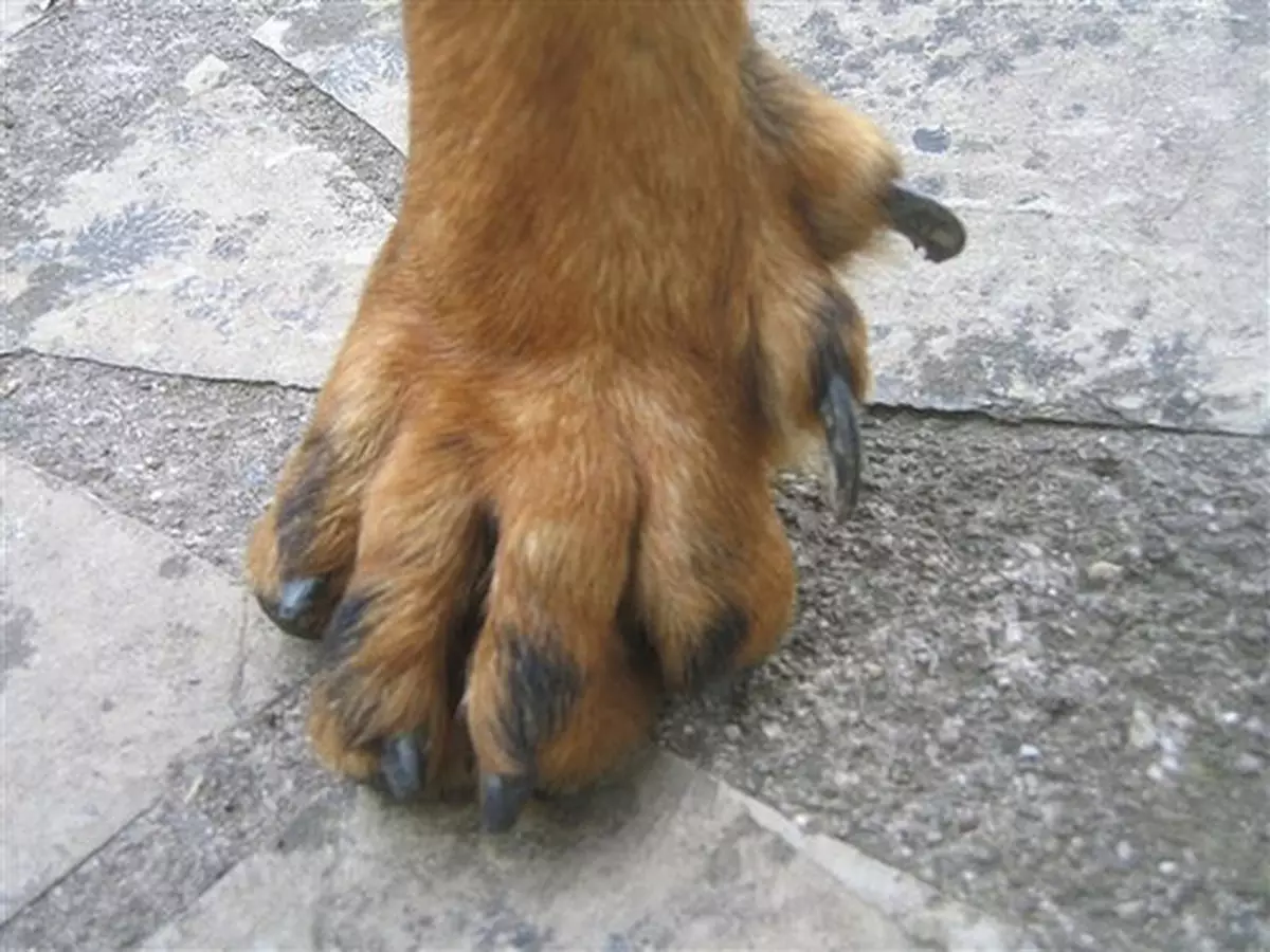 Лапа собаки пятый палец