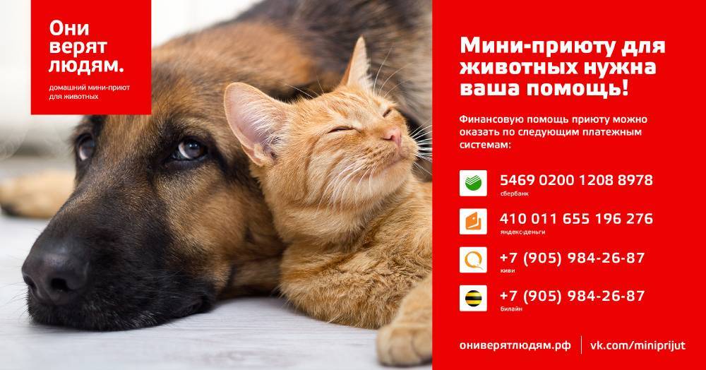 Как помочь приюту для животных