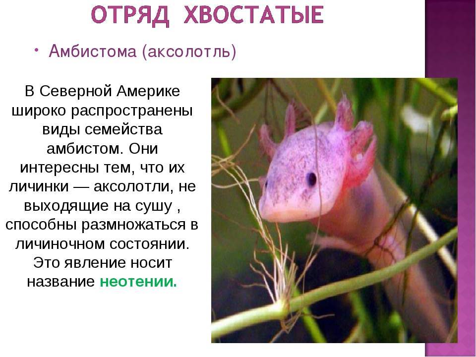 аксолотль описание