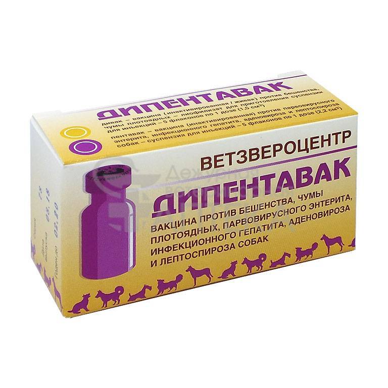Дипентавак для собак, инструкция по применению, противопоказания и побочные действия