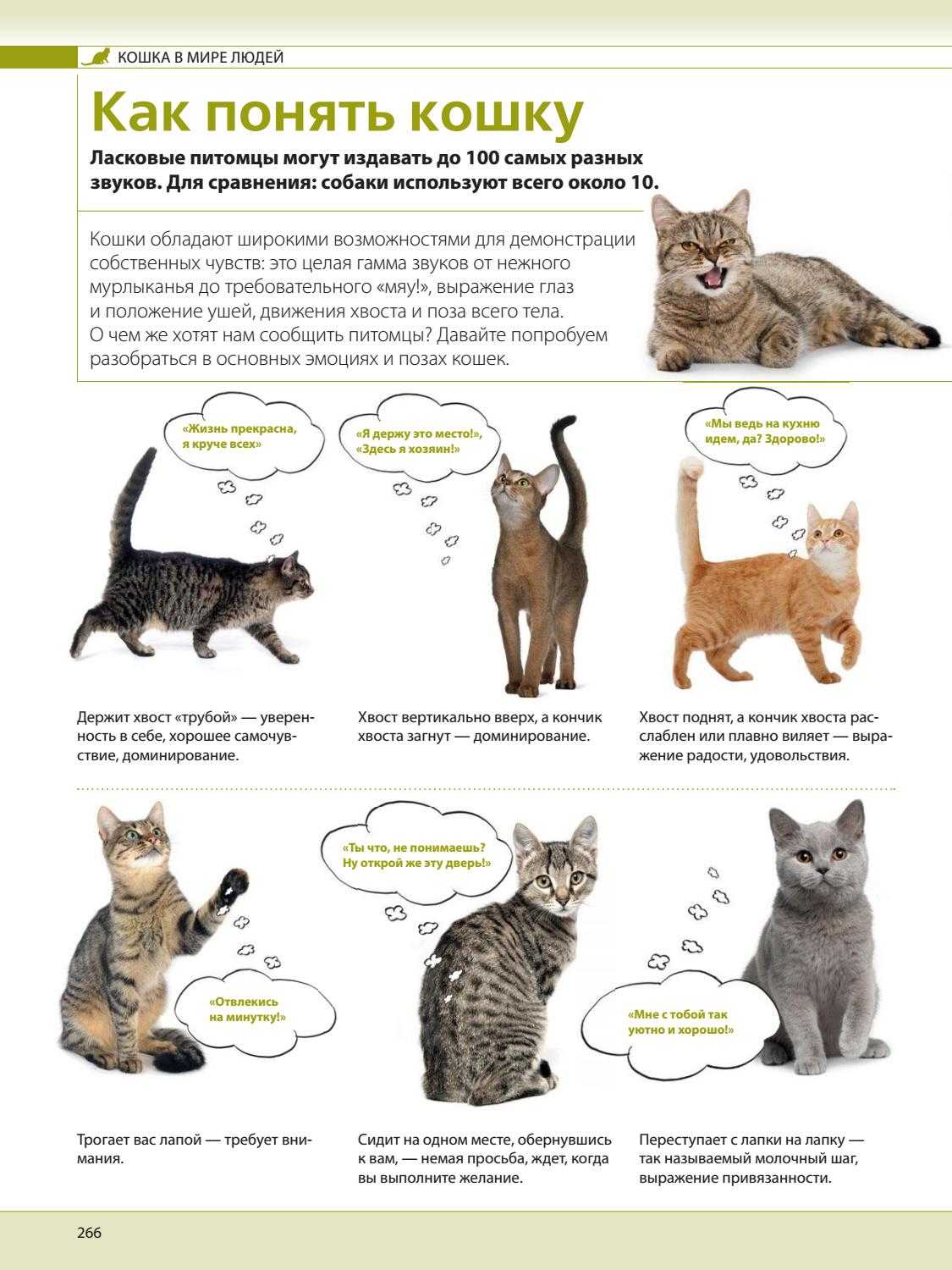 Как понять язык кошек