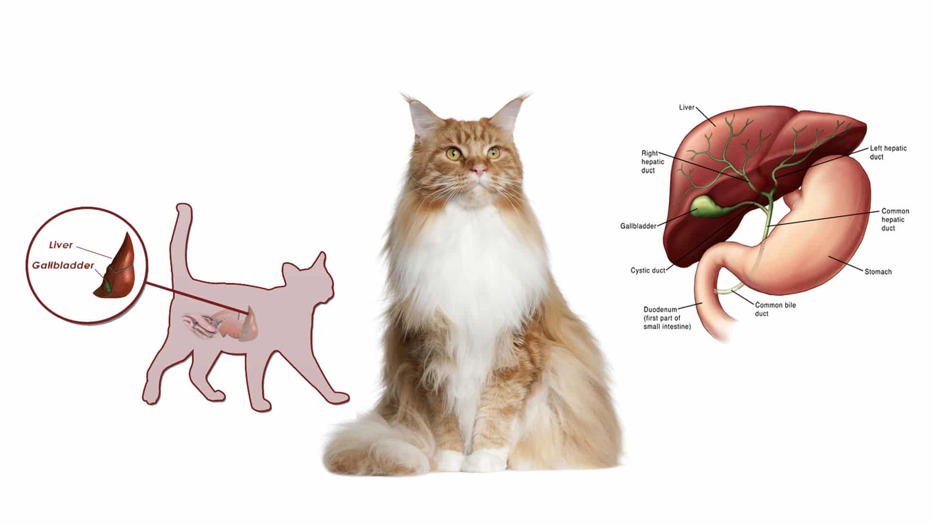 Печень симптомы котам. Расположение печени у кошки.