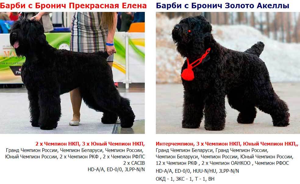 Черный терьер - характер собаки, особенности воспитания и дрессировки, уход за шерстью и отзывы владельцев