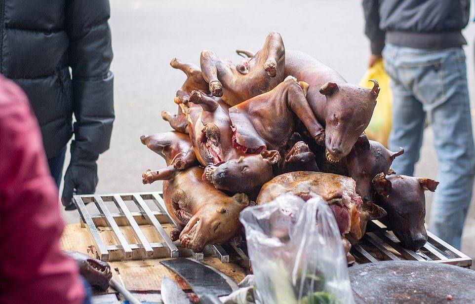 В корее по-прежнему едят собак — мир новостей