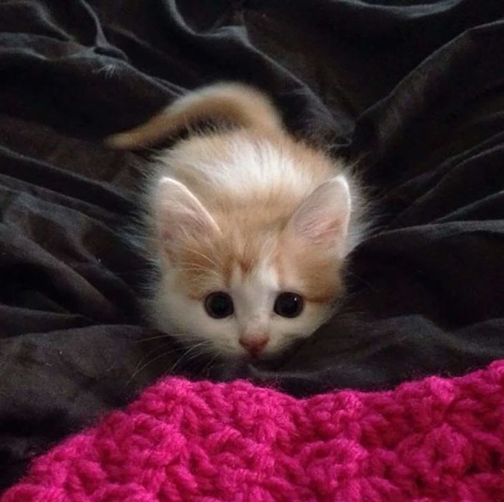Британские котята фотографии, развитие котят по месяцам с фото и видео