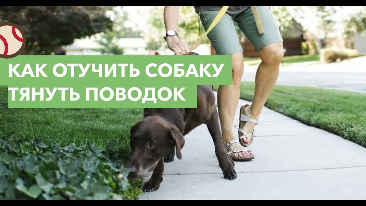 Как приучить щенка к поводку. советы кинолога - dogtricks.ru