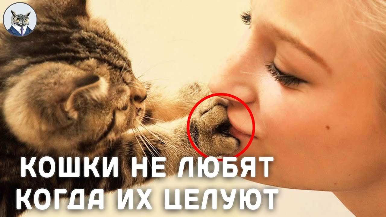 Почему нельзя обнимать и целовать котов и кошек: медицинские и другие аспекты проблемы