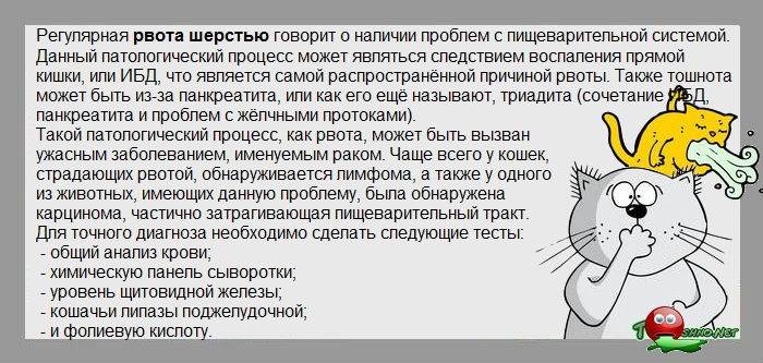 4 причины почему кошку рвет после еды непереваренной пищей