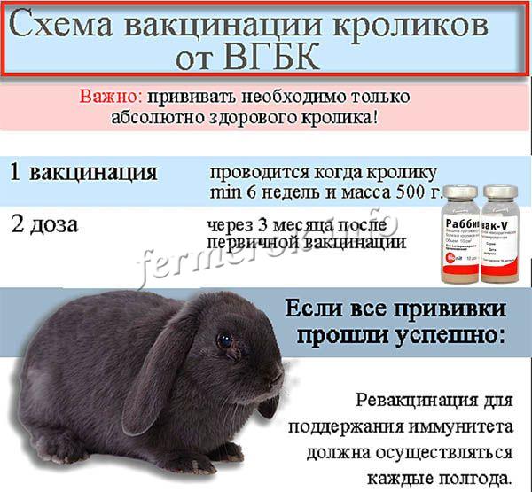 Миксоматоз профилактика и лечение у кроликов, симптомы болезни, можно ли есть мясо