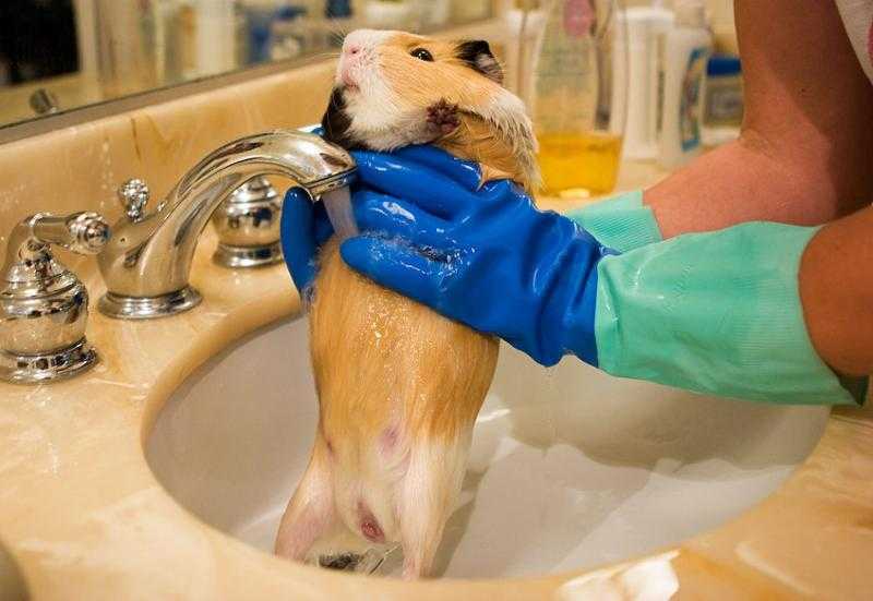 Можно ли купать морских свинок: как часто, чем и как правильно мыть свинку в домашних условиях