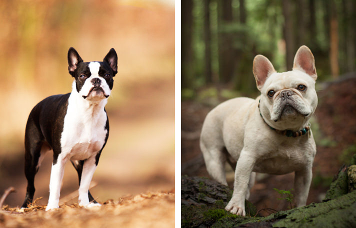 Бостон-терьер против французского бульдога: 8 основных различий собак