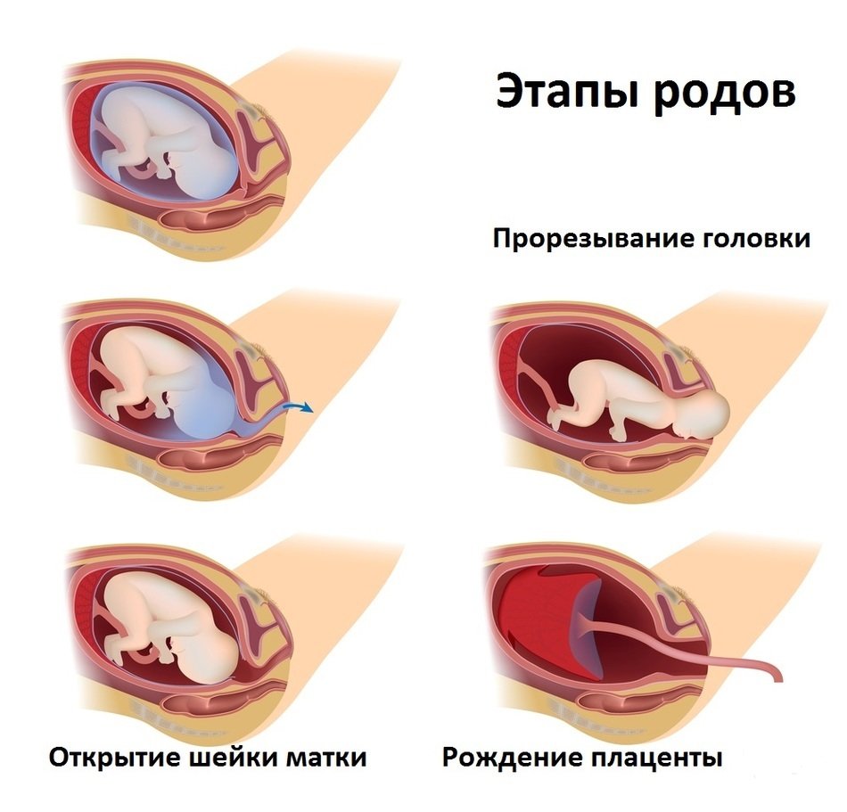 Беременность у хомяков: выявление, продолжительность, уход