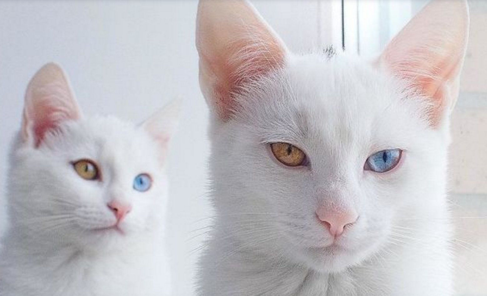 Как называется белая порода кошек. Као мани. Као мани метис. Турецкая ангора с гетерохромией. Као-мани кошка.