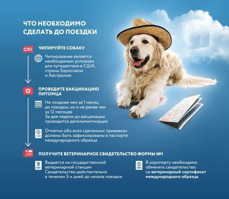 Животные в самолете: перевозка в салоне и багаже, правила 2023 по россии и за границу
