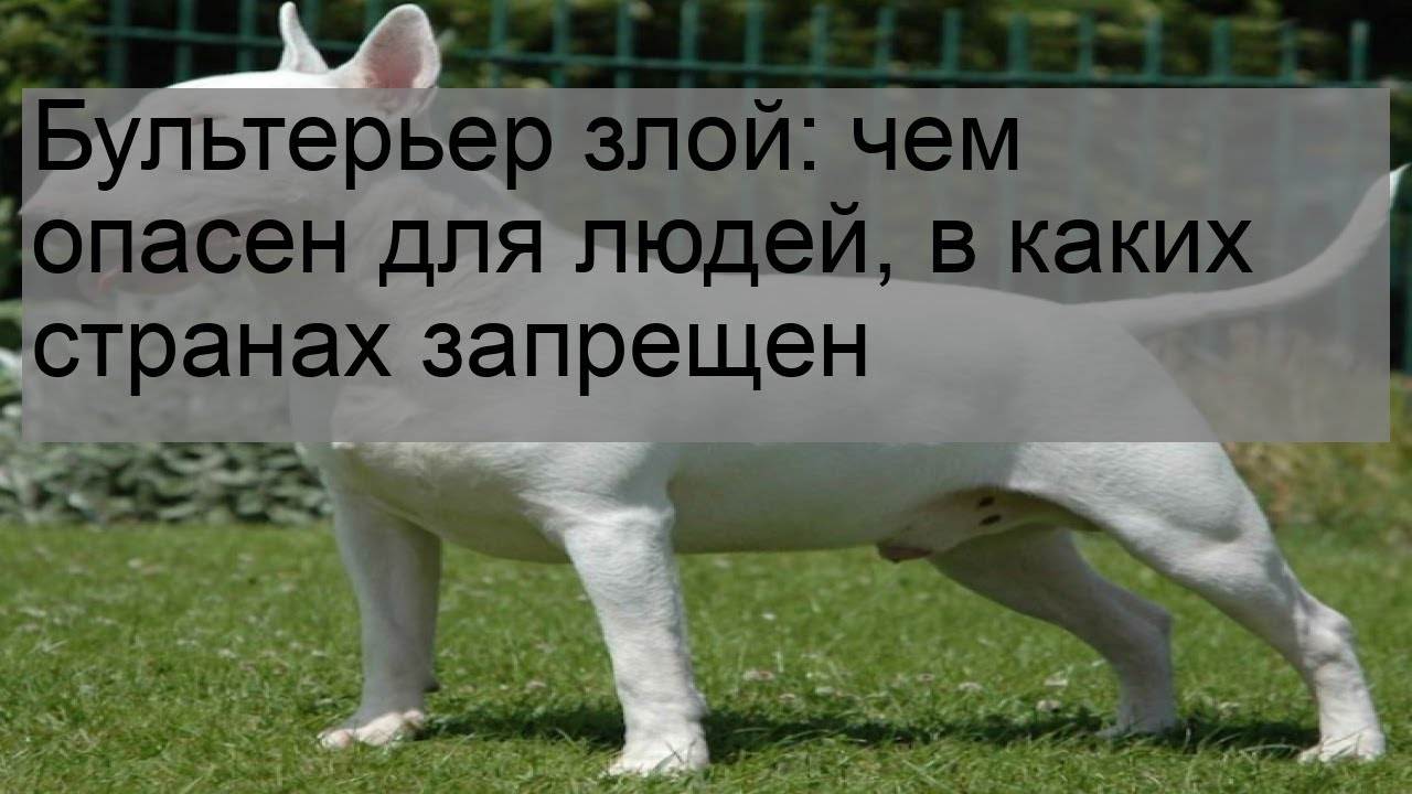 Опасны ли бультерьеры для человека, для ребёнка?