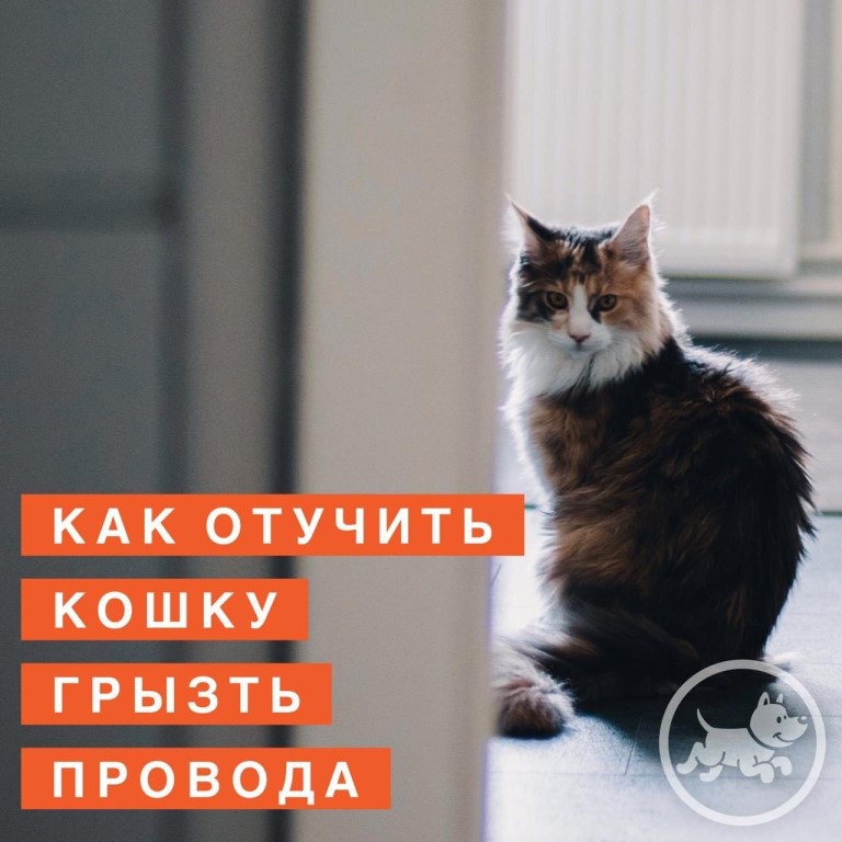 ᐉ почему кошка грызет провода, как отучить - zoovet24.ru