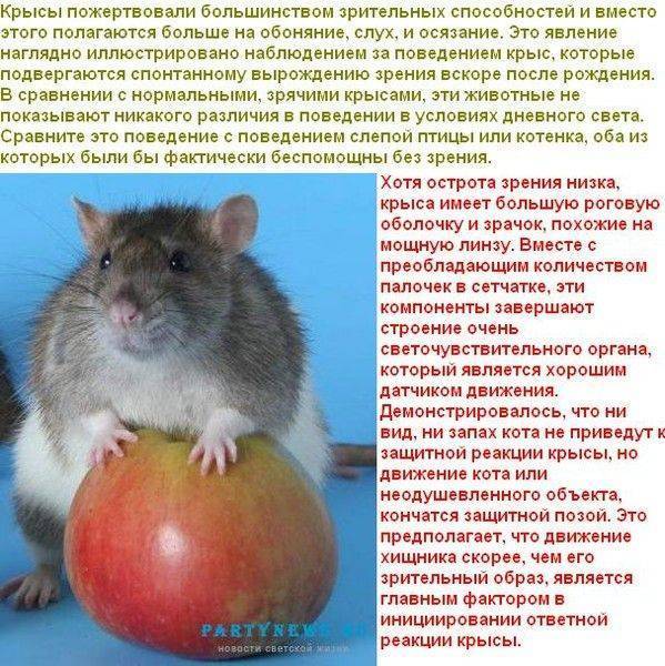 Границы крысиного интеллекта: интересные факты и открытия — rat911.ru
