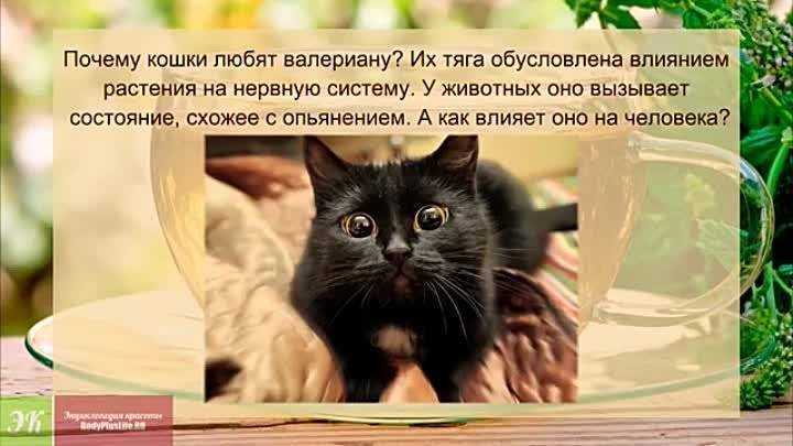 Почему коты любят валерьянку: причины + реальные последствия