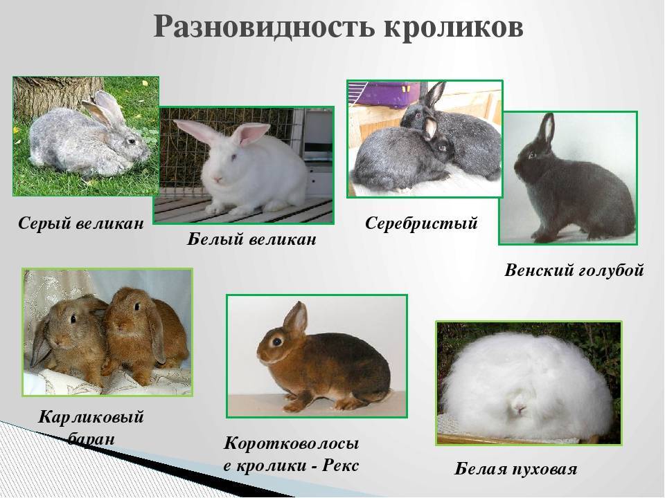 Породы кроликов