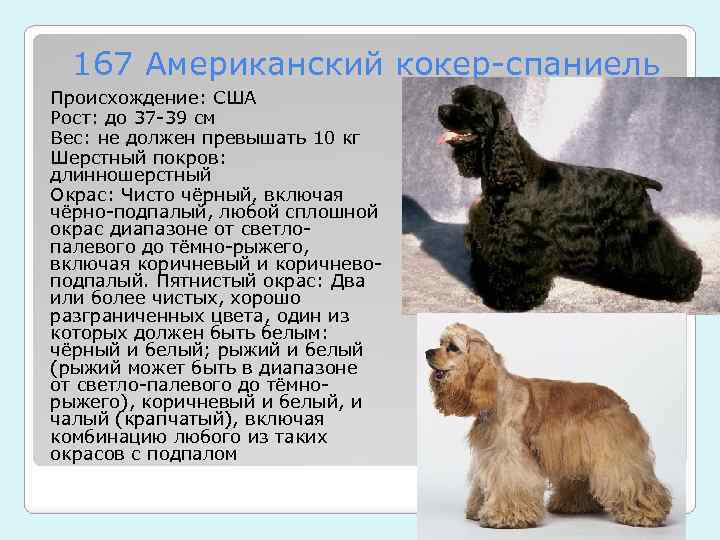 Собака американский кокер спаниель - характеристика породы, описание, уход и содержание