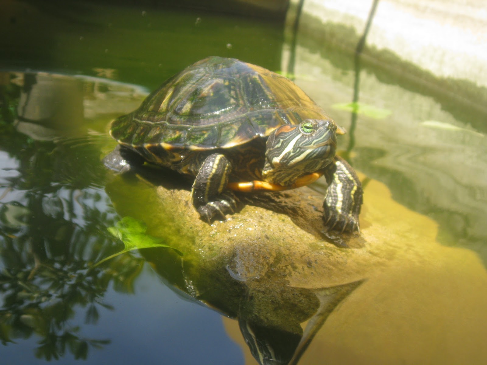 Красноухая черепаха. содержание, уход и кормление в домашних условиях