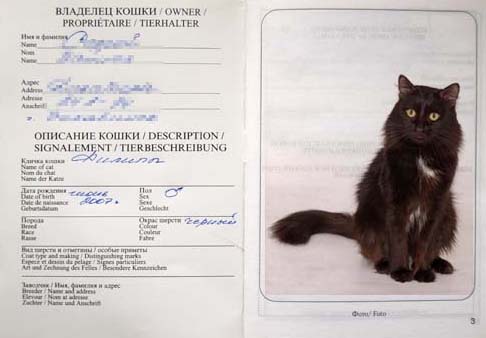 Паспорт шотландской и британской кошки — что это и где его взять?