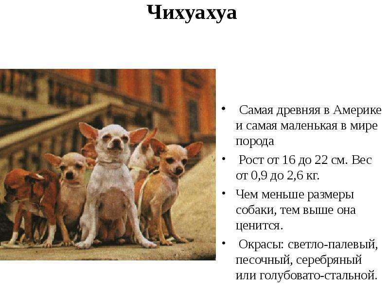 Чихуахуа: описание породы собак, сколько лет живут, чем кормить
чихуахуа: описание породы собак, сколько лет живут, чем кормить