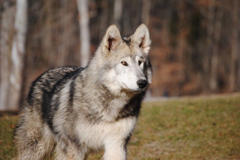 Тамаскинская собака - эта волкоподобная порода вам подходит?