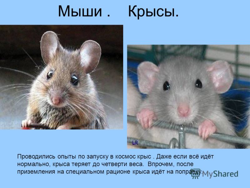 Крысы и мыши - чем они отличается