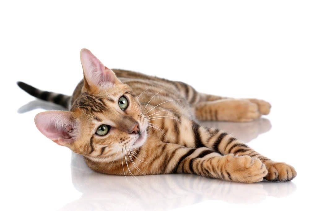 Тойгер кошки: фото, видео, о породе, характере, описание