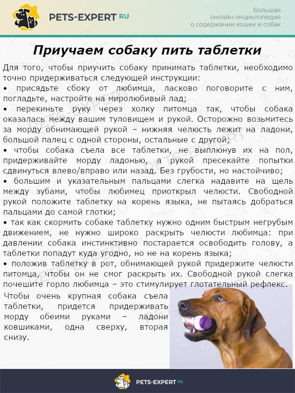 Рвота желчью у собаки - причины и лечение