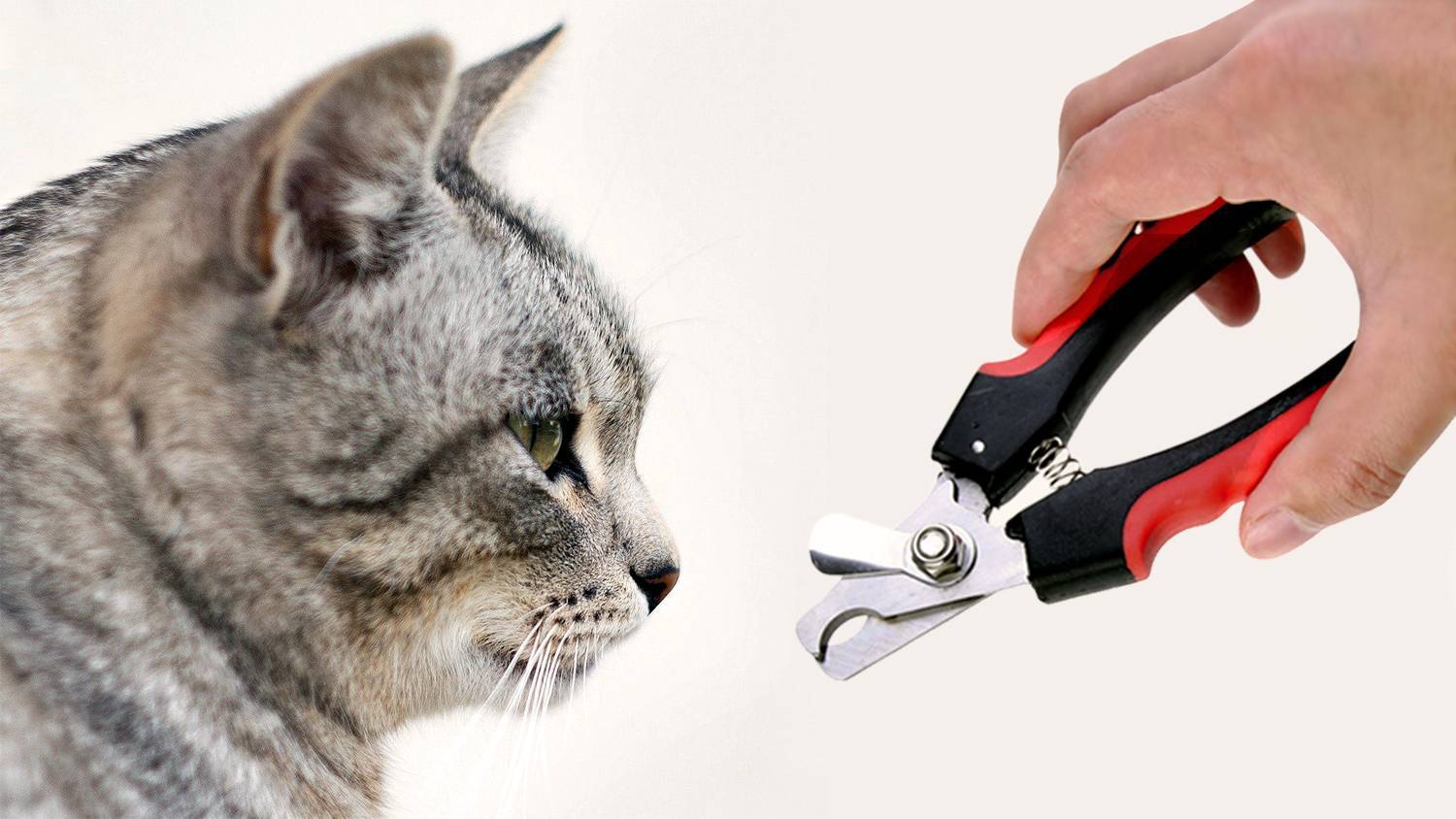 Можно стричь ногти кошкам. Когтерез-ножницы лапки 22600184. Xiaomi PETKIT когтерезка. Стрижка когтей у кошек. Ножницы для обрезания когтей у кошек.