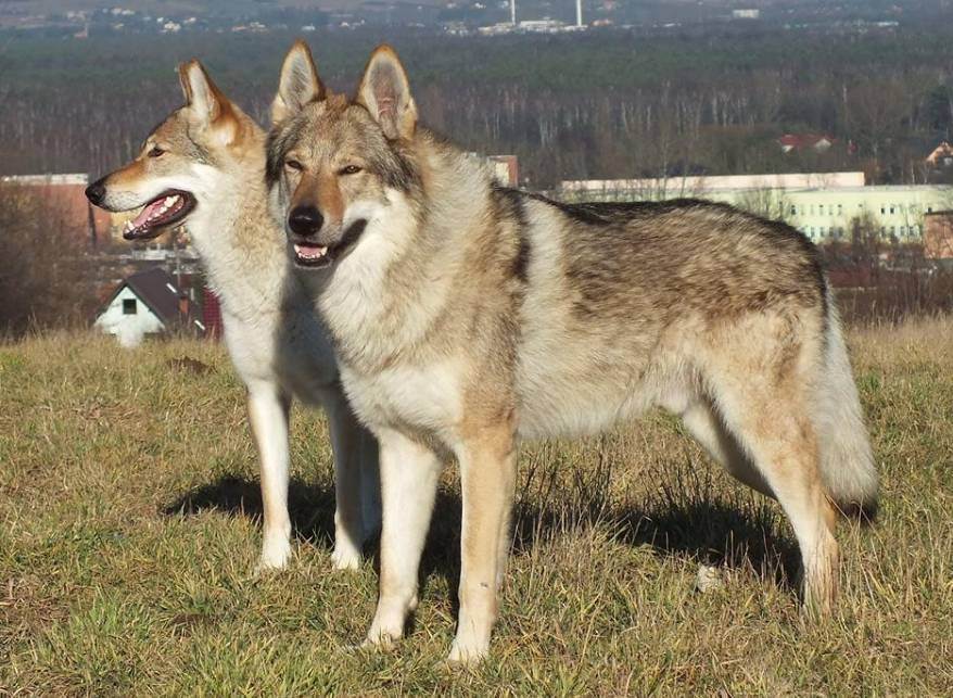 Волчья собака сарлоса - фото, описание породы, характера