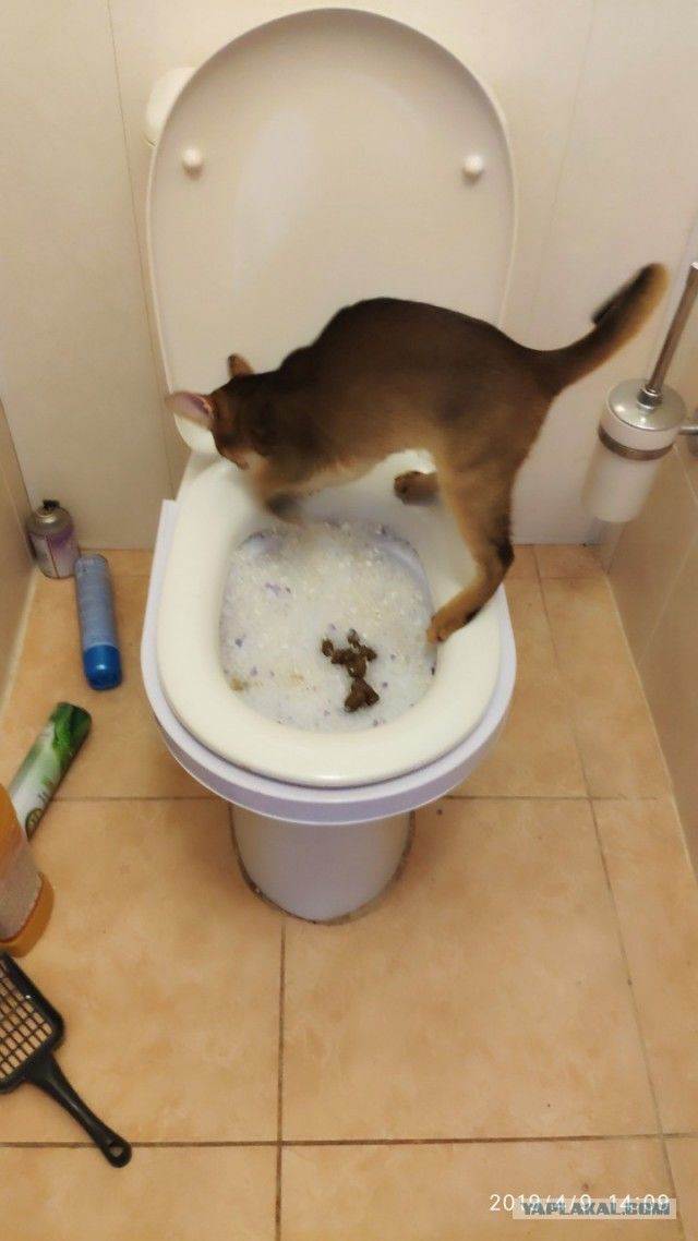 Котенок не ходит в туалет по большому: причины и как ему помочь