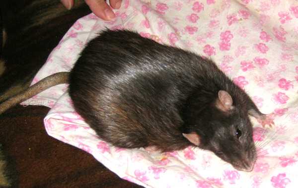 Причины возникновения опухоли у крысы, виды, симптомы и лечение