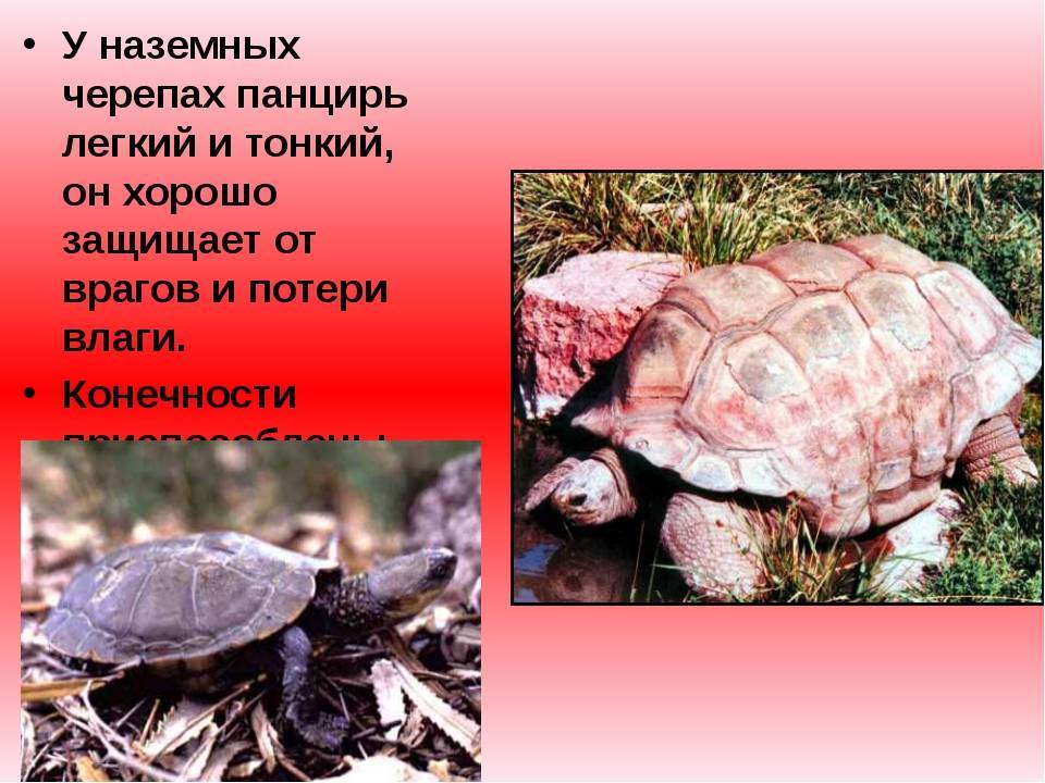 Черепаха сухопутная: содержание сухопутной черепахи в домашних условиях