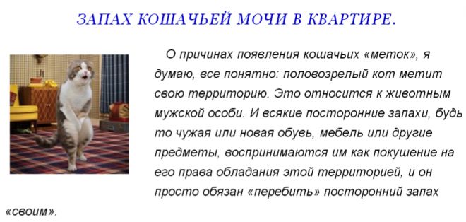 Обоняние у кошек