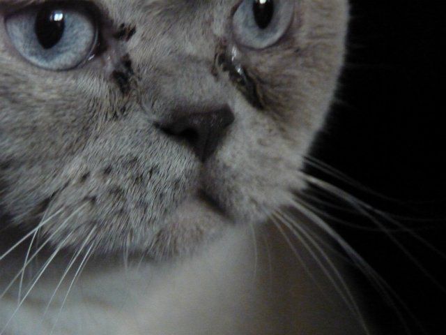 Коричневые выделения у кошки из глаз: причины, лечение | ваши питомцы