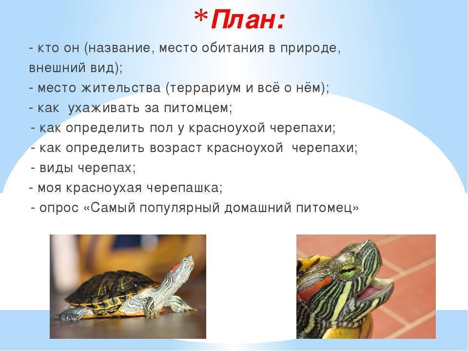 Как определить возраст красноухой черепахи по панцирю и размеру