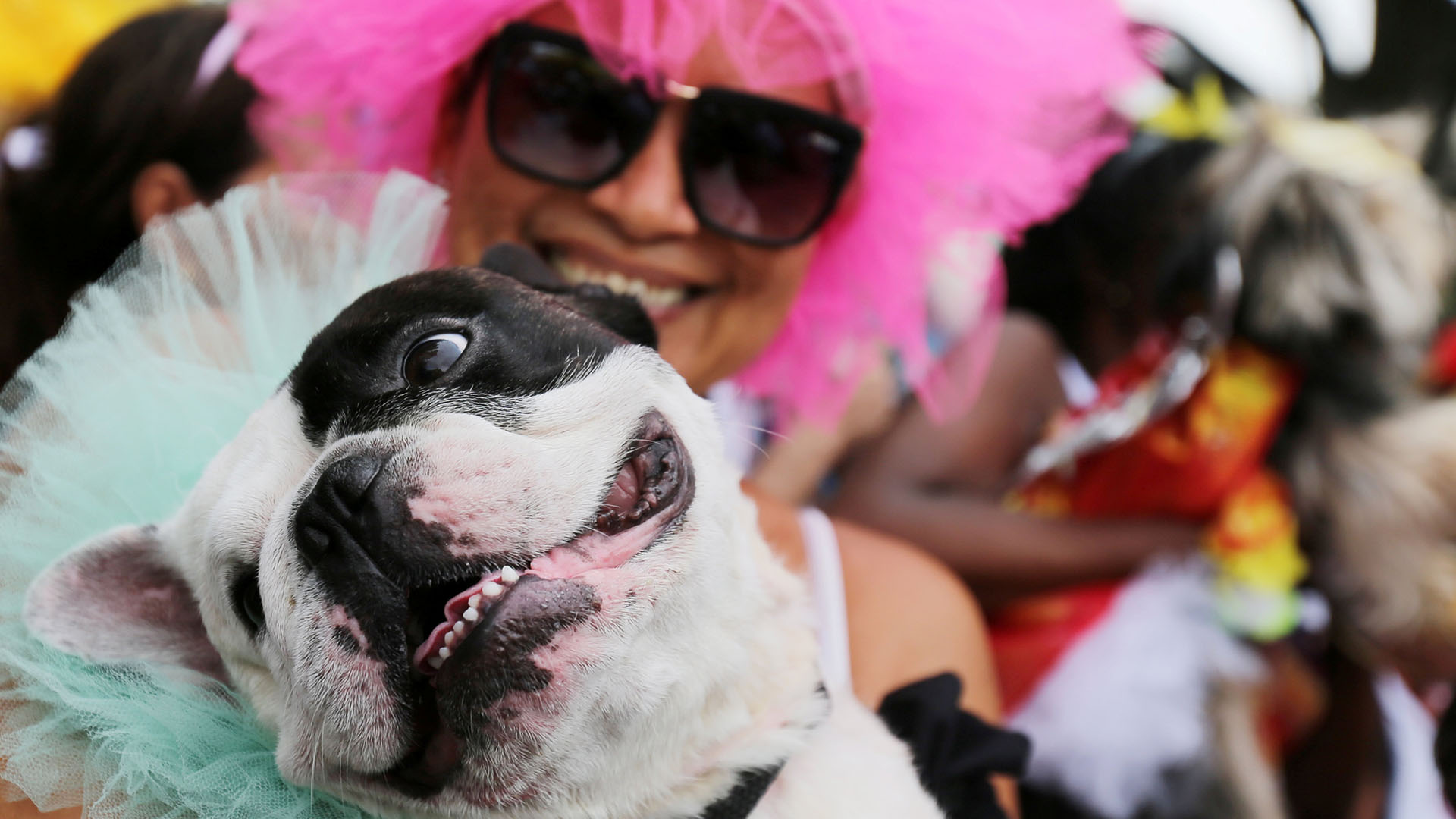 Бразильский карнавал в рио-де-жанейро: самба никогда не лжет
