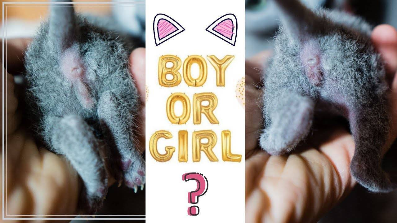 Кот или кошка: как определить пол?