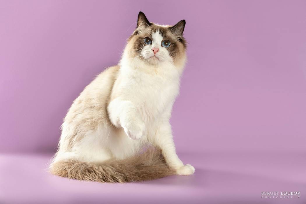Рэгдолл кошка: фото, описание породы, характер, окрасы, чем кормить, уход и содержание - zoosecrets