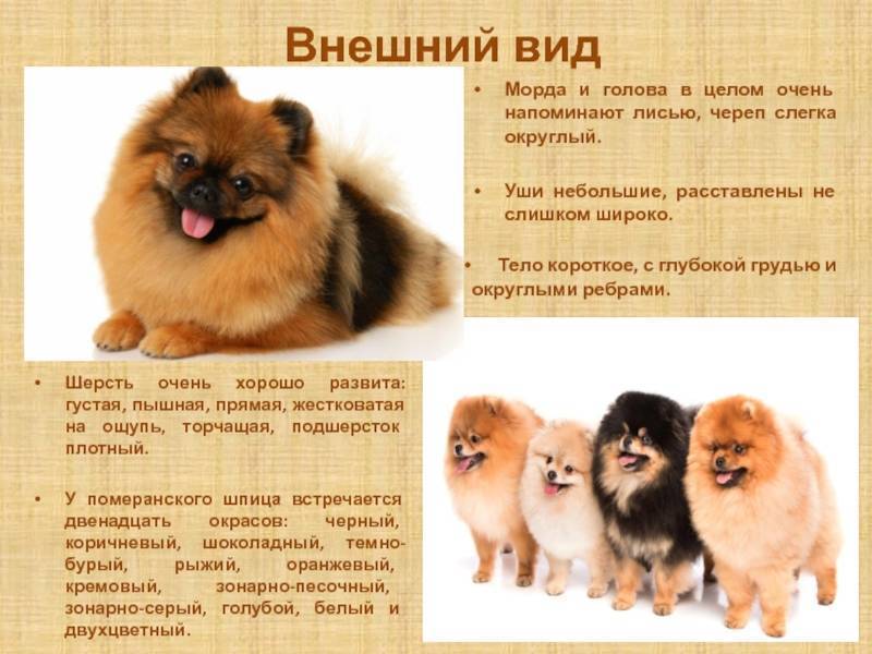 Японский шпиц собака. описание, особенности, уход и содержание породы | живность.ру