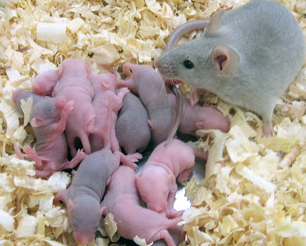 Мышь мужского рода. Крысята хомяк сирийский. Новорождённые хомяки джунгарики. Новорожденные крысята Дамбо. Новорожденный хомяк сирийский.