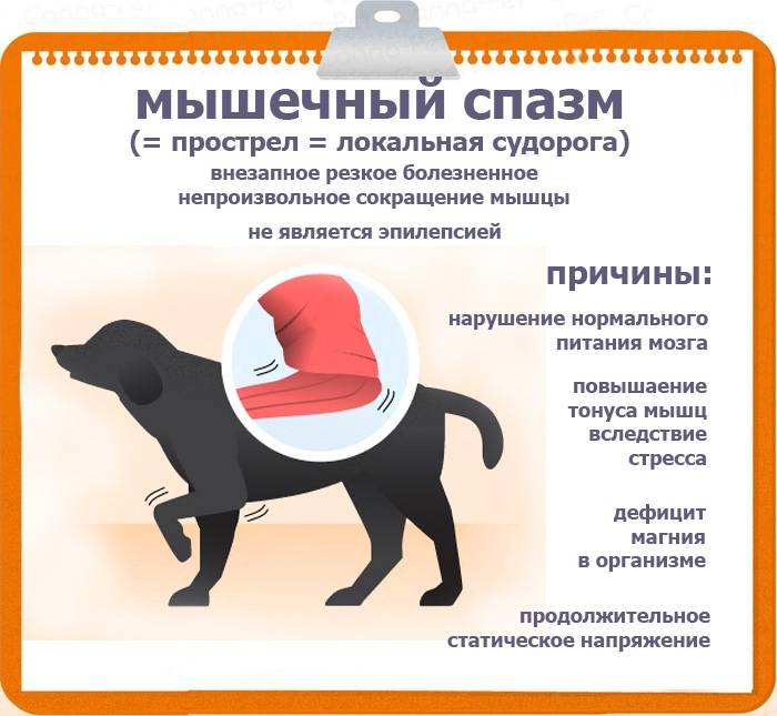 Отравление у собаки: признаки и лечение в домашних условиях