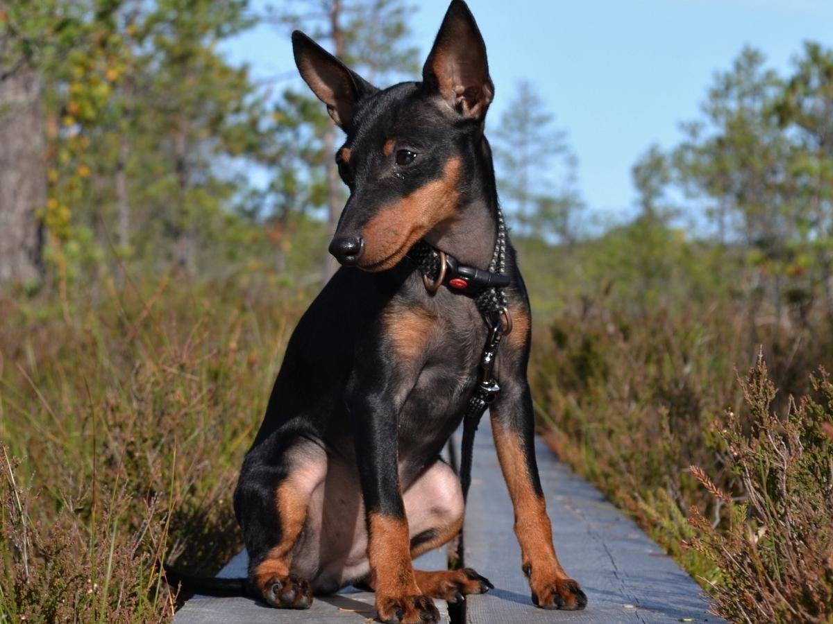 Английский той-терьер черно-подпалый (english toy terrier)