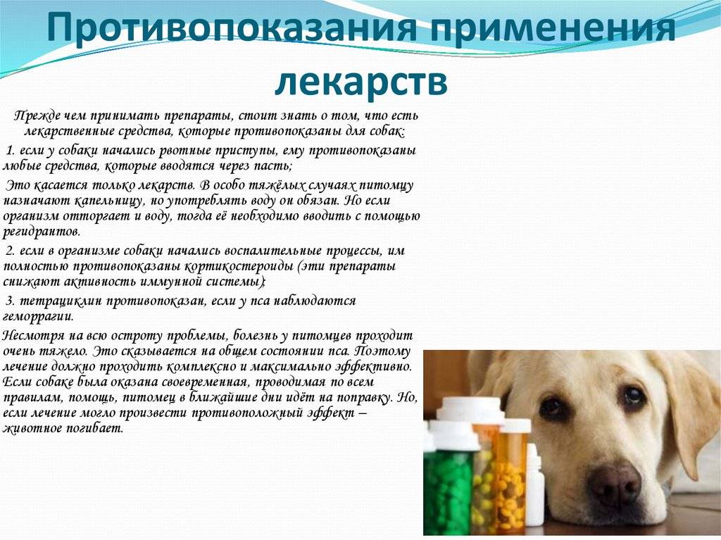 Морская свинка не ест и не пьет — почему морская свинка вялая, худеет и потеряла аппетит