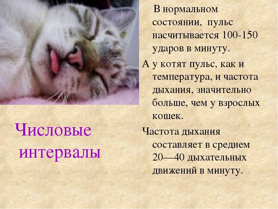 Кот кашляет: виды и причины кашля, что делать, если кошка будто подавилась и хочет вырвать, хрипит, вытягиваясь и прижимаясь к полу